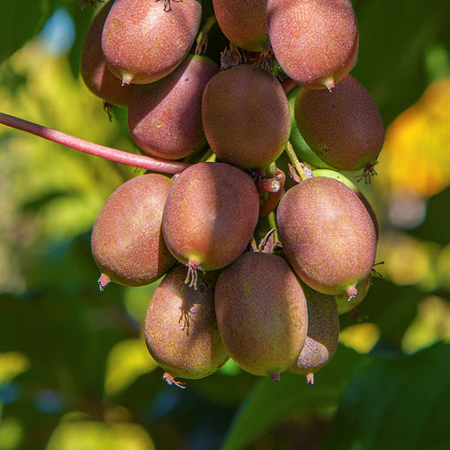 Kiwiberry Kiwiri® Mariered - Minikiwi (Actinidia arguta)