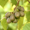 Kiwiberry Kiwiri® Victoria - Minikiwi (Actinidia arguta)