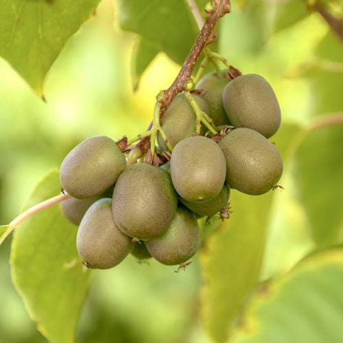 Kiwiberry Kiwiri® Victoria - Minikiwi (Actinidia arguta)
