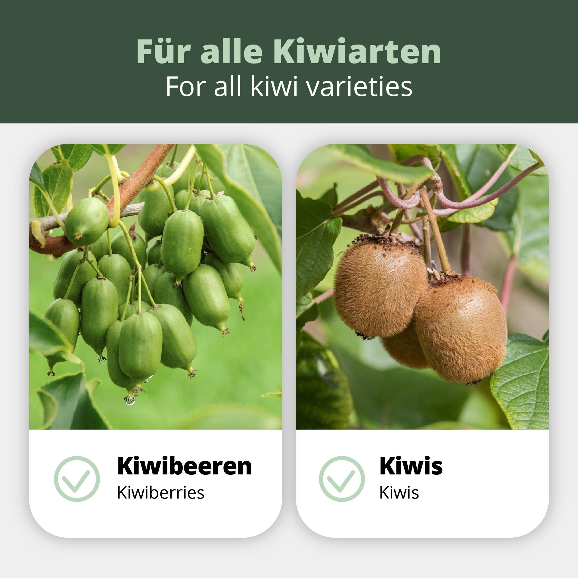 Kiwi- und Kiwibeeren-Dnger Kiwiri - Heimat der Kiwibeere Kiwi- und Kiwibeeren-Dnger Kiwiri - Heimat der Kiwibeere