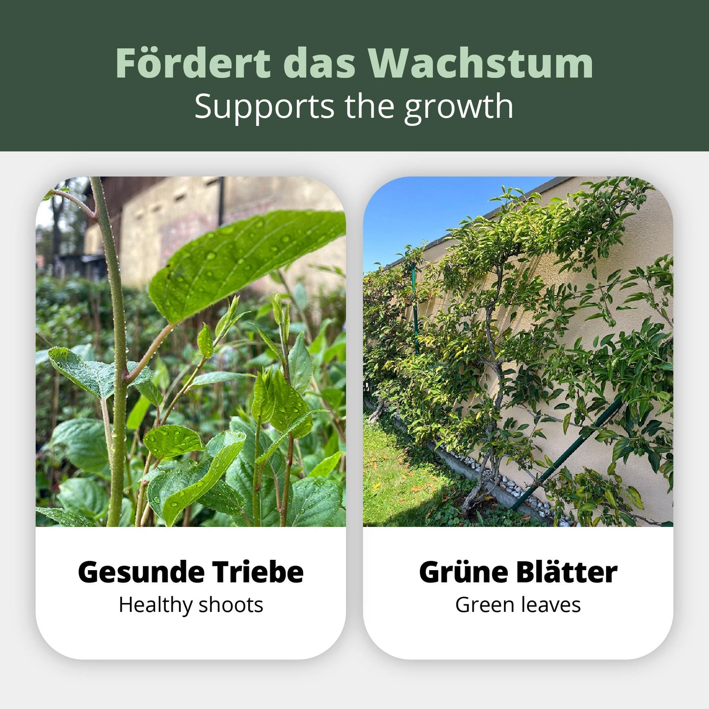 Kiwi- und Kiwibeeren-Dünger