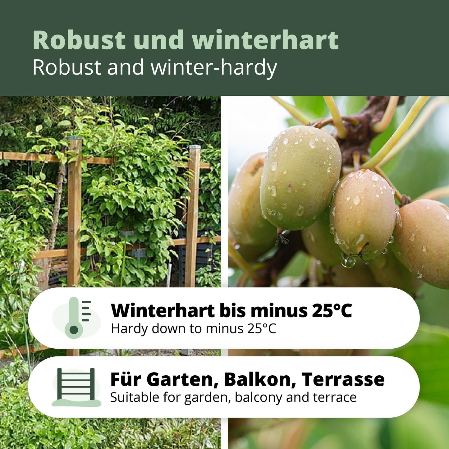 Kiwibeeren Trio - 3 Pflanzen (Actinidia arguta)
