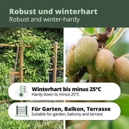 Kiwibeeren Trio - 3 Pflanzen (Actinidia arguta)
