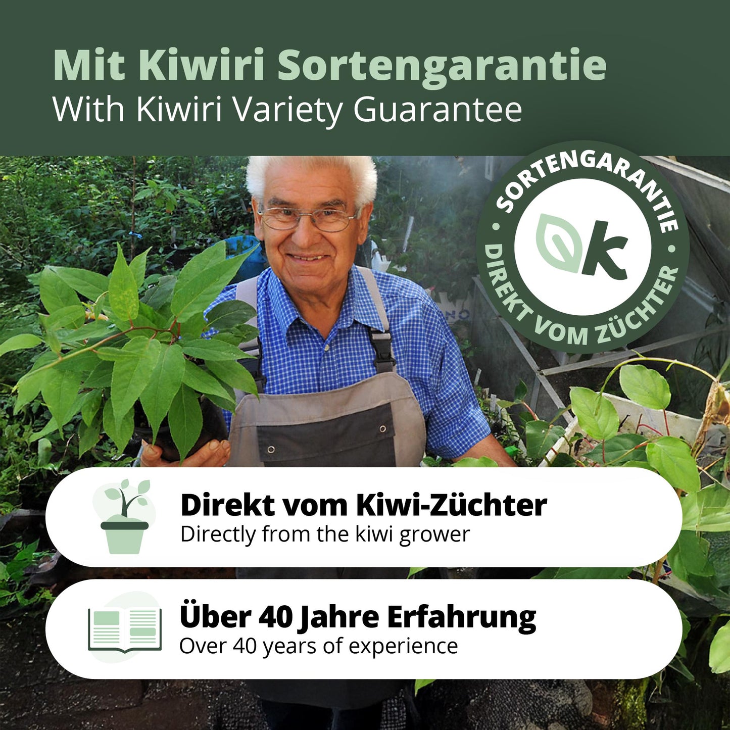 Kiwibeeren Trio - 3 Pflanzen (Actinidia arguta)