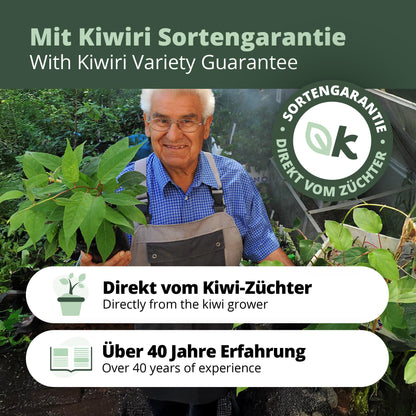 Kiwibeeren Trio - 3 Pflanzen (Actinidia arguta)