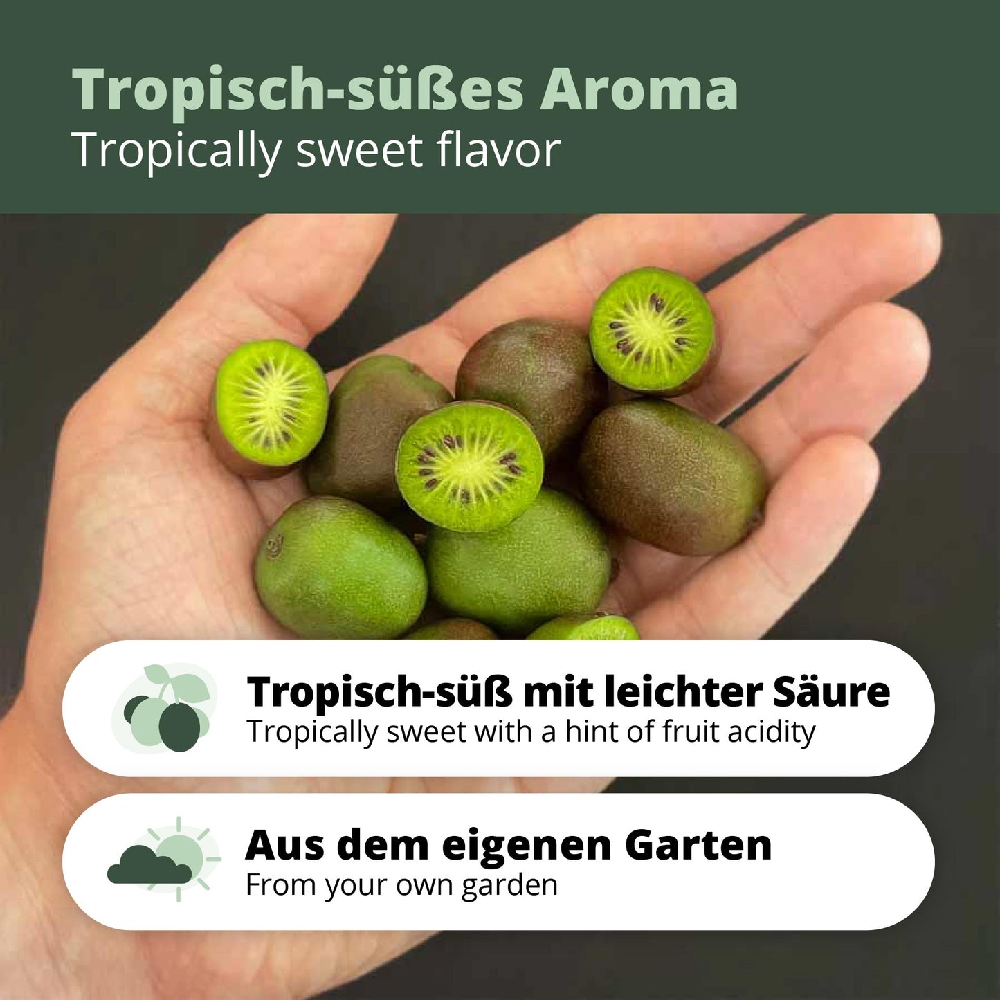 Kiwibeeren Trio - 3 Pflanzen (Actinidia arguta)
