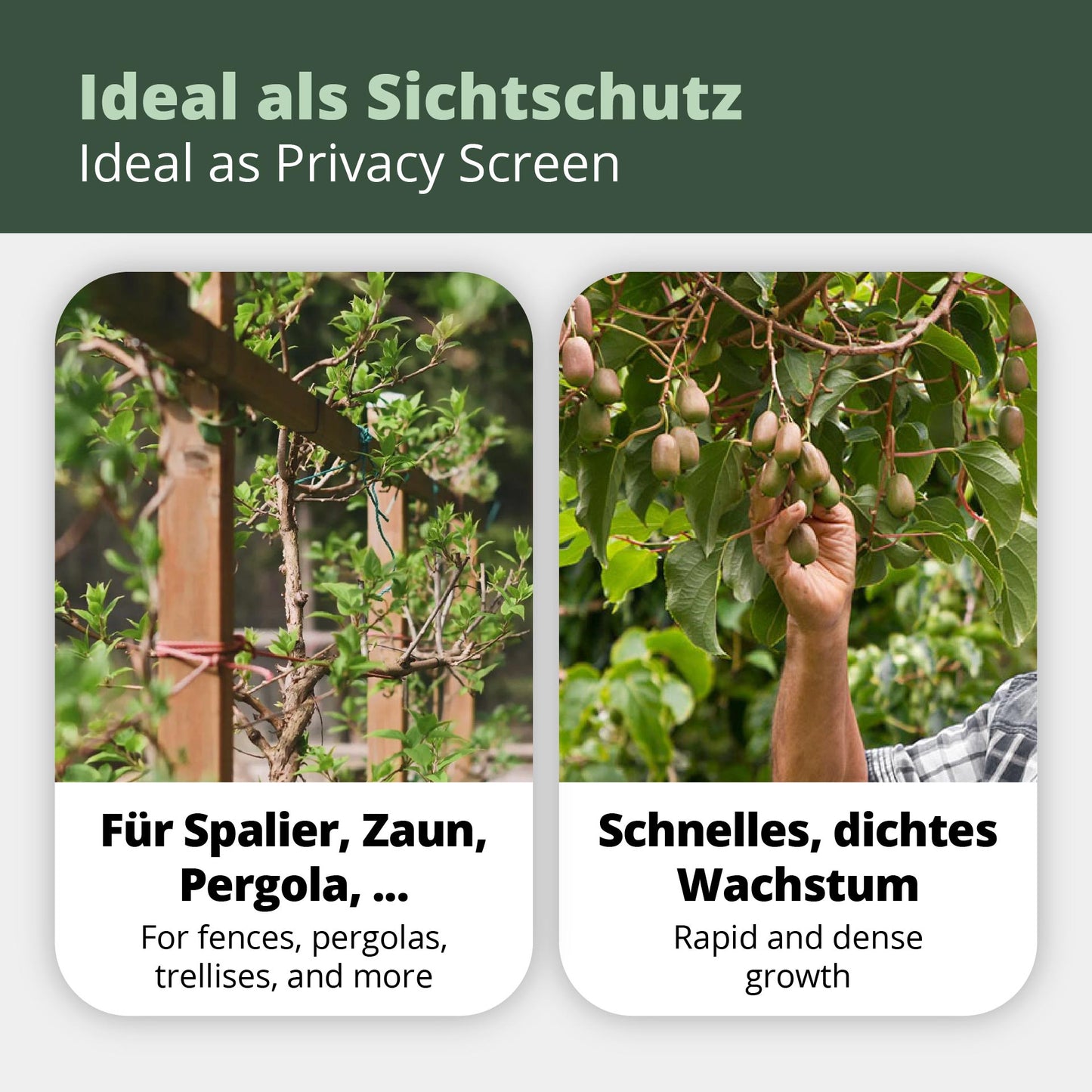 Kiwibeeren Trio - 3 Pflanzen (Actinidia arguta)