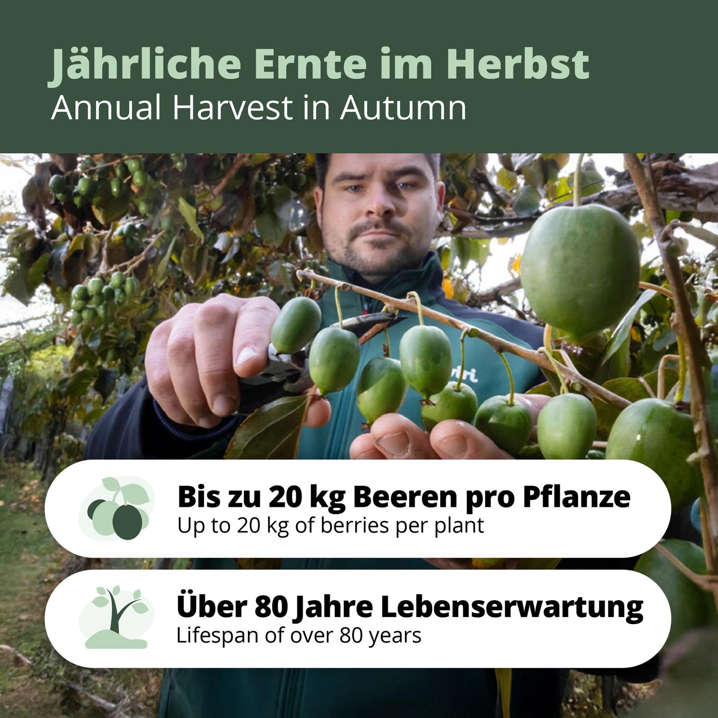 Kiwibeeren Trio - 3 Pflanzen (Actinidia arguta)