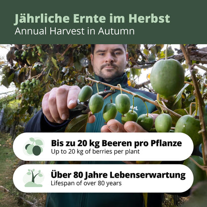 Kiwibeeren Trio - 3 Pflanzen (Actinidia arguta)