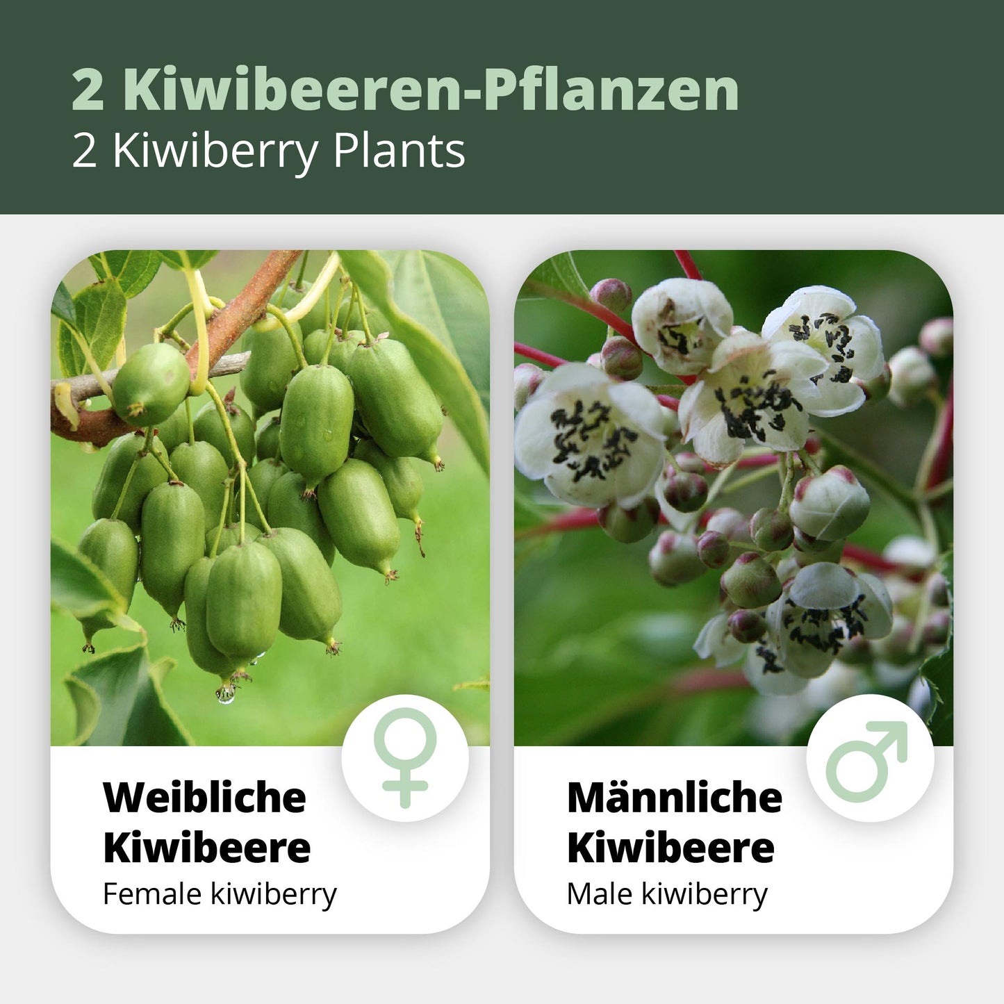 Kiwibeeren Duo - 2 Pflanzen (Actinidia arguta)