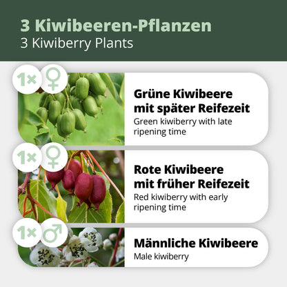 Kiwibeeren Trio - 3 Pflanzen (Actinidia arguta)