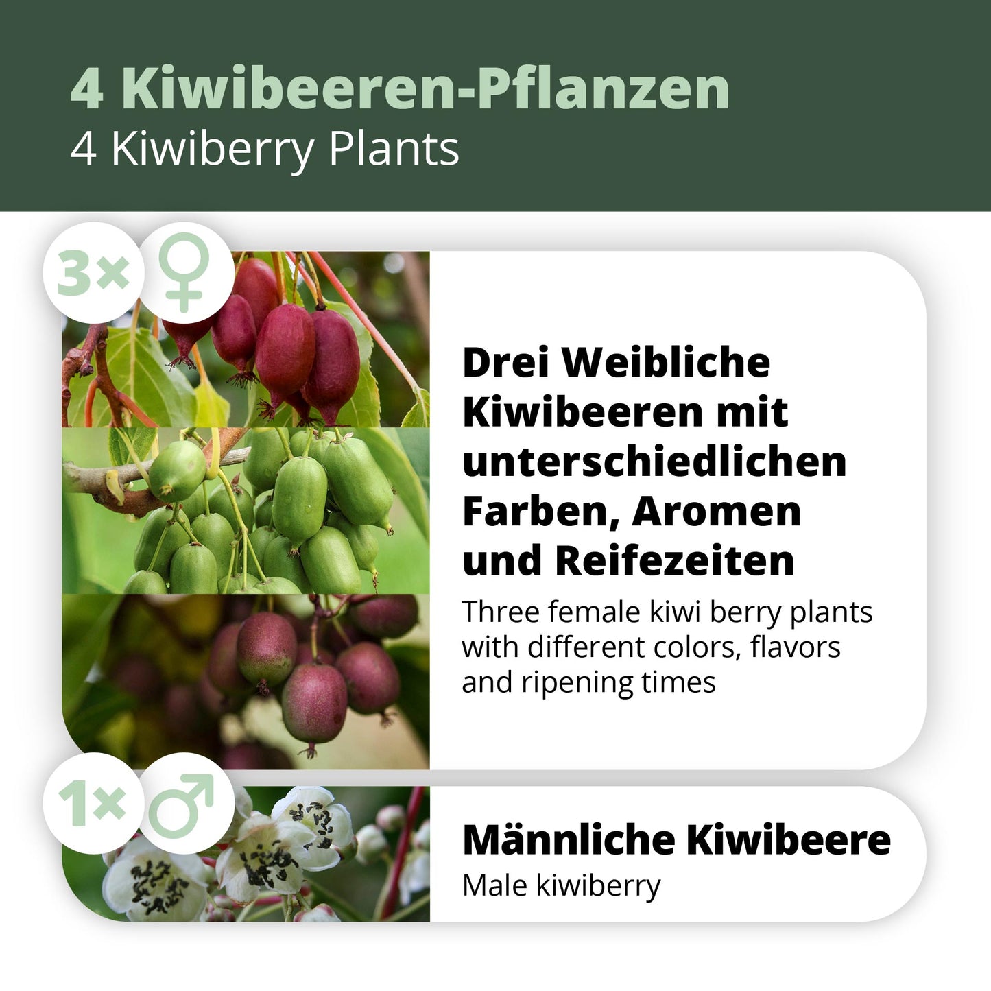 Kiwibeeren Quartett - 4 Pflanzen (Actinidia arguta)