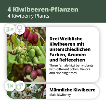 Kiwibeeren Quartett - 4 Pflanzen (Actinidia arguta)