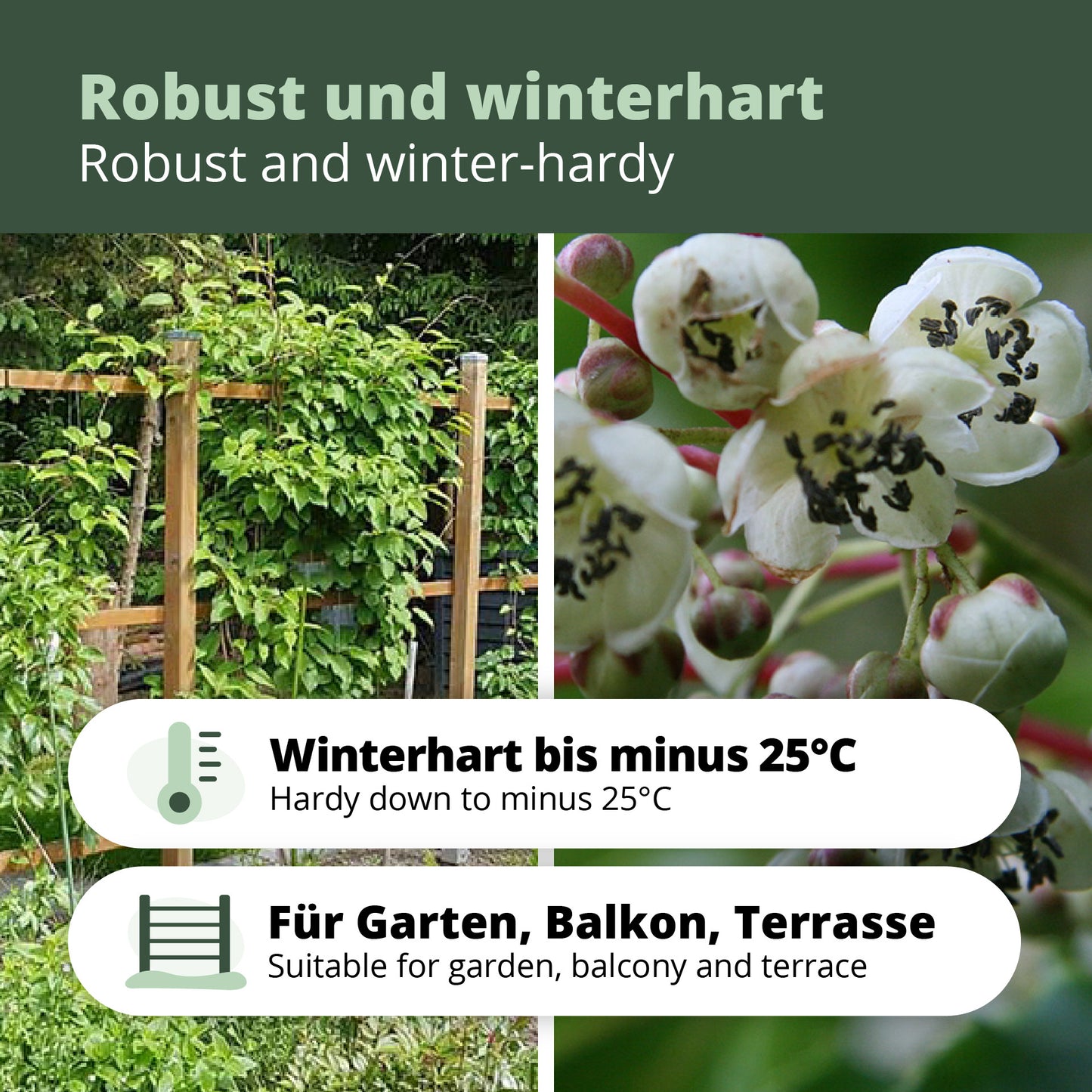Männliche Kiwibeere - Minikiwi (Actinidia arguta)