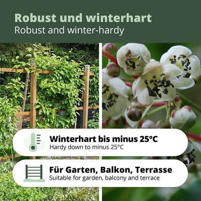 Männliche Kiwibeere - Minikiwi (Actinidia arguta)