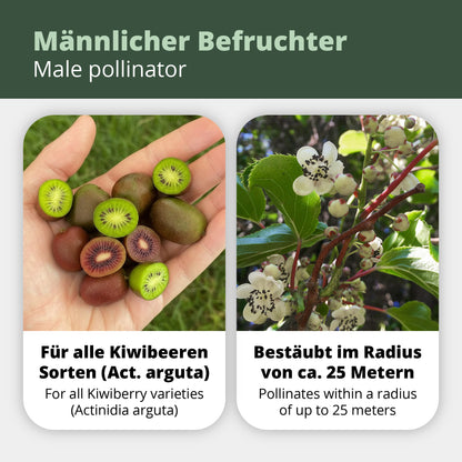 Männliche Kiwibeere - Minikiwi (Actinidia arguta)