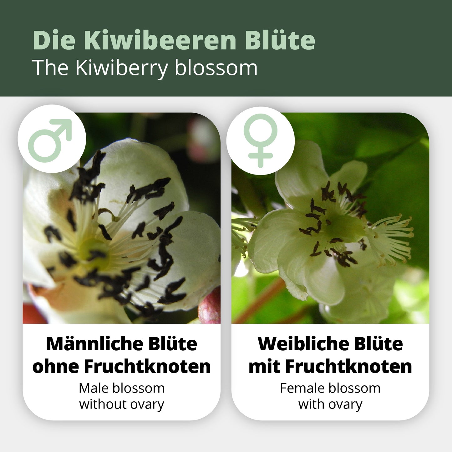 Männliche Kiwibeere - Minikiwi (Actinidia arguta)