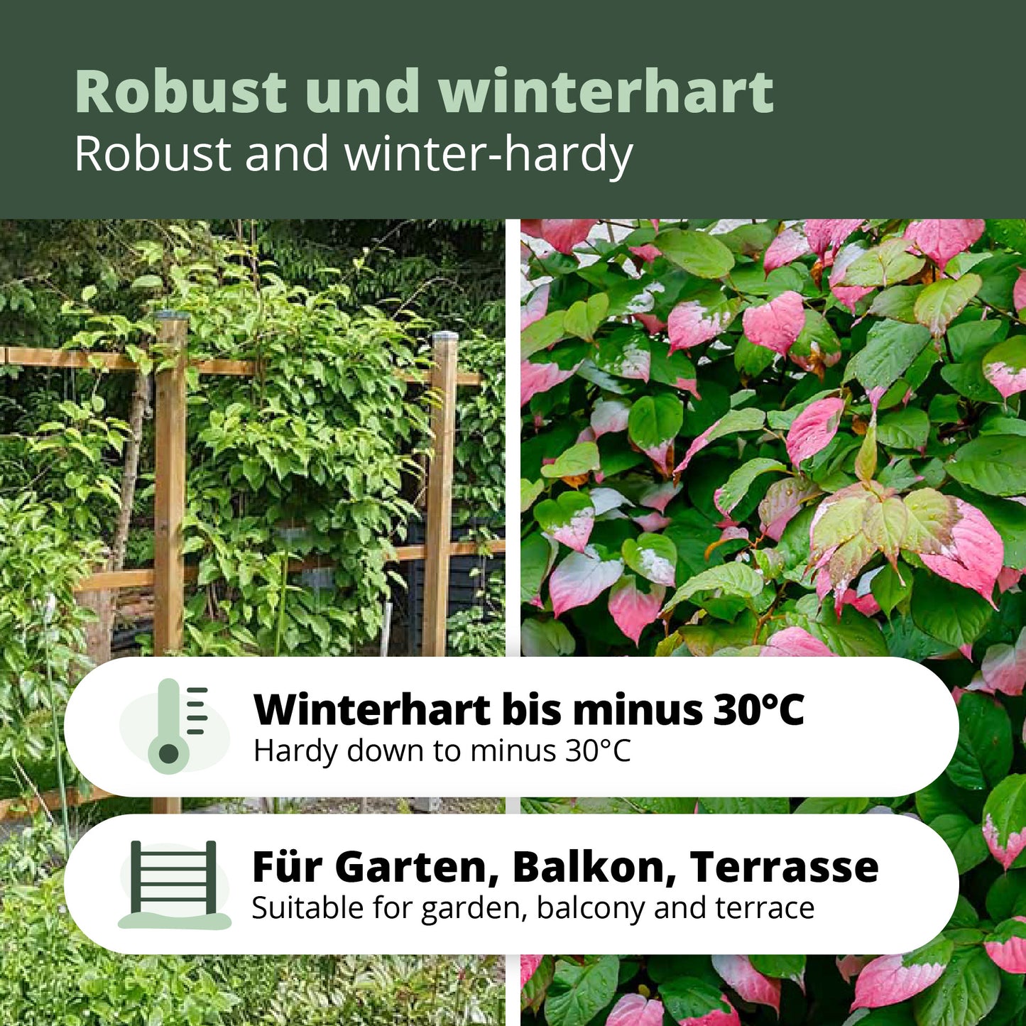 Siberian kiwi berry Dr. Szymanowski (Actinidia kolomikta) 