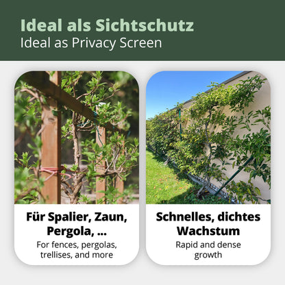 Siberian kiwi berry Dr. Szymanowski (Actinidia kolomikta) 