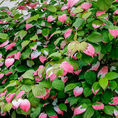 Männliche sibirische Kiwibeere Adam (Actinidia kolomikta)