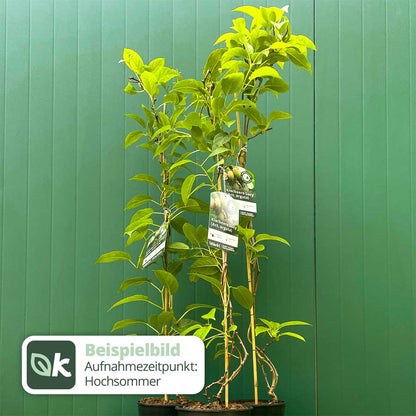 Kiwibeere Lucy - Minikiwi (Actinidia arguta)