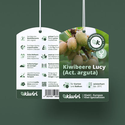Kiwibeere Lucy - Minikiwi (Actinidia arguta)