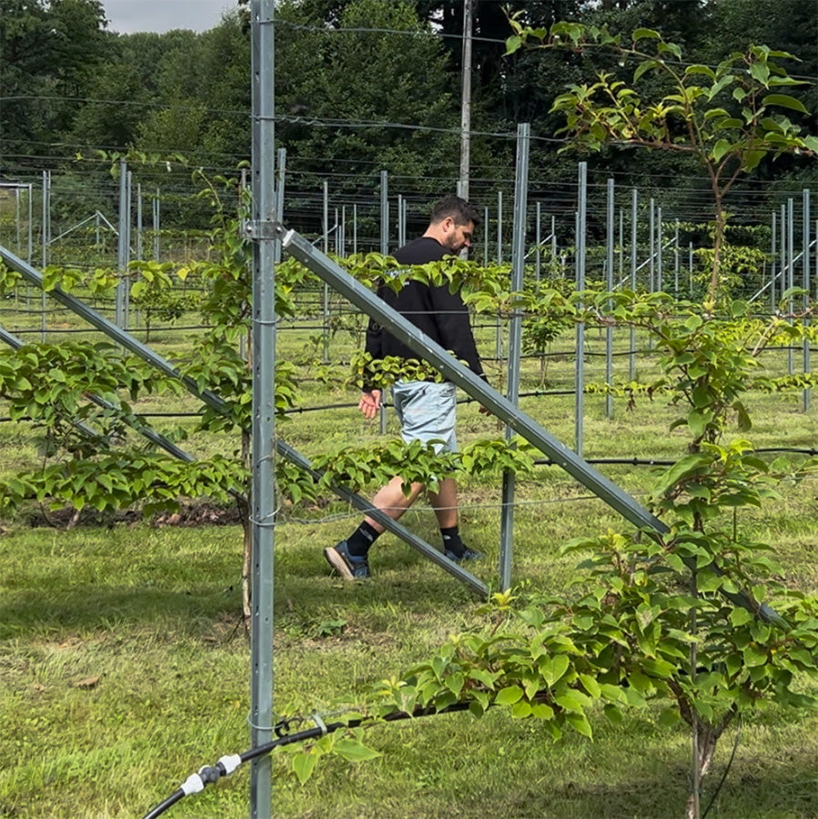 Bio-Kiwibeeren Vorbestellung