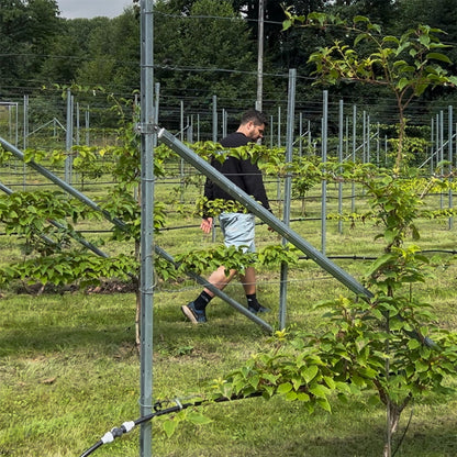 Bio-Kiwibeeren Vorbestellung