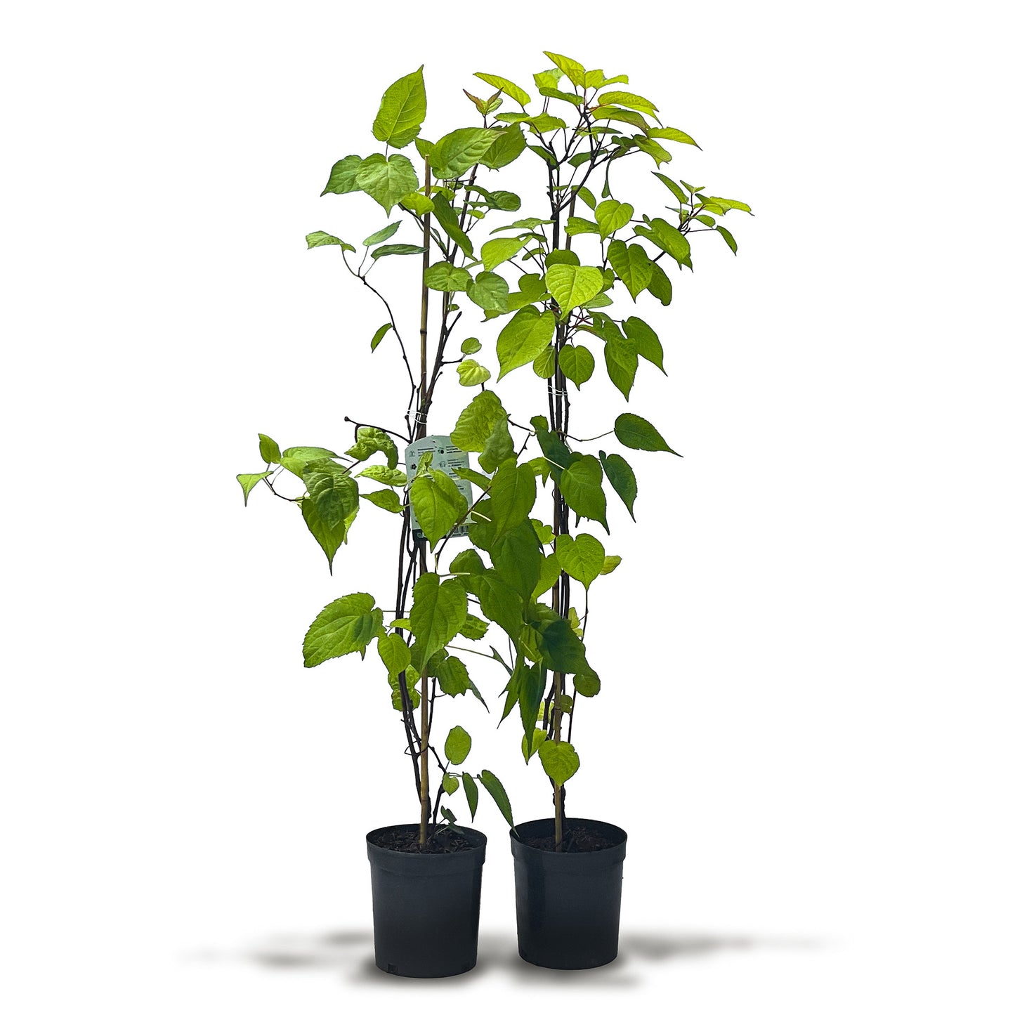 Männliche sibirische Kiwibeere Adam (Actinidia kolomikta)