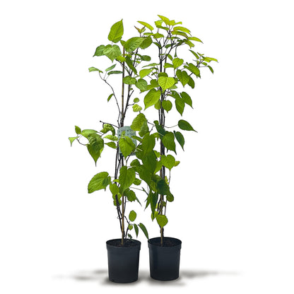 Männliche sibirische Kiwibeere Adam (Actinidia kolomikta)