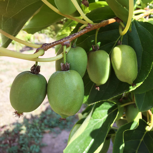 Kiwiberry Kokuwa - Minikiwi (Actinidia arguta)