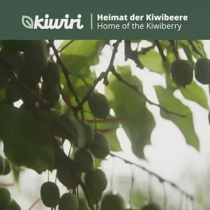 Kiwibeeren Duo - 2 Pflanzen (Actinidia arguta)